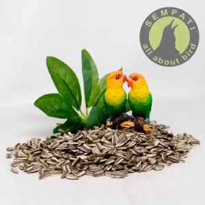 SEMPATI Biji Kuaci Kwaci 100gr Pakan Burung Lovebird Kenari Paruh Bengkok Parrot Parkit Blackthroat Hamster Biji Bunga Matahari Sun Seed Pakan Burung Pemakan Biji Bijian