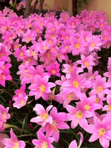 Củ giống hoa huệ mưa màu hồng - 10 củ - VTNT1 Củ Giống Hoa Cho Khu Vườn Hạt Giống Hoa Dễ Trồng - Lazada