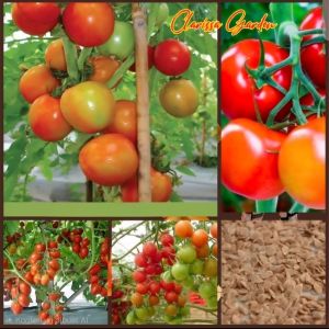 BIJI | BENIH TANAMAN TOMAT BULAT MERAH