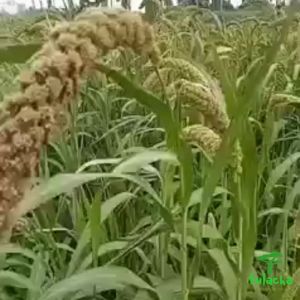 [ 1KG ] Hạt kê nếp vàng đã tách vỏ hạt kê cho bé ăn dặm Hạt kê vàng nấu xôi làm bánh nấu chè.