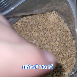 เมล็ดข้าวสาลี(เพาะปลูก) หญ้าแมว สำหรับปลูก และทำน้ำอาร์ซี อัตราการงอก 99% ต้นอ่อนข้าวสาลี