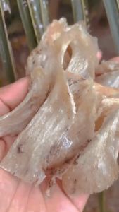 Chân yến thô nguyên chất ít lông 50gr tặng đông trùng hạ thảo đường phèn .