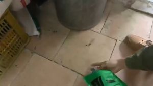 💡BEST CHOICE💡Natural Rat Repellent / Penghalau Tikus Semulajadi / 天然驱鼠盒