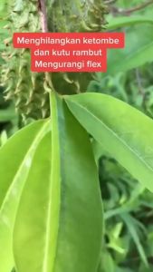 TEH CELUP DAUN SIRSAK OBAT WASIR ASAM URAT KANKER AMPUH ISI 20 Teh Celup