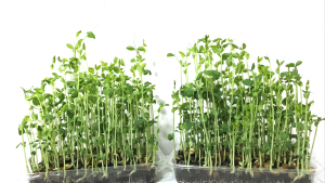 [SG 🇸🇬Store] Organic Green Pea Seeds (PEA SPROUT) / (DOU MIAO 豆苗) SEEDS (100g) Pea Sprout Popcorn Seeds Pea Snacks Peyote Seeds Butterfly Pea Flower Seeds Popcorn Seed - Lazada