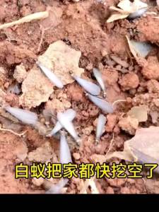 强力【高效灭蚁】杀白蚁白蚂蚁室内飞蚂蚁克星户外防治杀虫粉剂传染强效