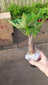 (Spot products)植物营养液通用型家用养花卉绿萝水培绿植多肉盆栽发财树液体肥料