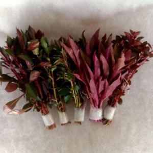 Paket stemplant tanaman akuarium