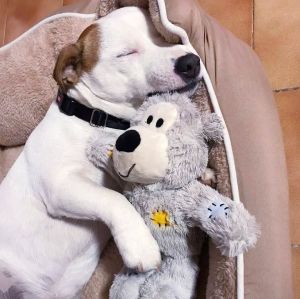 KONG Durable Rope Knot Tug of War Interactive Dog Toy for Small Medium Large Dogs Teeth Grinding Companion Pet Supplies