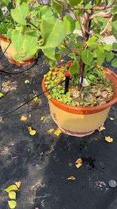 จัดส่ง 24 ชั่วโมง 💦ระบบรดน้ำอัตโนมัติ ชุดรดน้ำต้นไม้แบบปรับได้ ชุดรดน้ำแบบหยดสำหรับเรือนกระจกผักดอกไม้