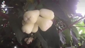 ต้นชมพู่เพชรนางฟ้า เป็นชมพู่พันธุ์ใหม่ ผลสีขาวใสไร้เมล็ด ผลรับประทานได้ มีรสชาติหวานหอมอร่อย ปลูกง่ายกิ่งตอน ปลูกได้กับดินทุกชนิด