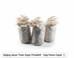 Paket 10 pcs Baglog Jamur Tiram Putih Siap Tumbuh Tinggal Perawatan Dan Panen Saja