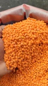 Đậu Lăng Đỏ Tách Vỏ Canada 250g Sức Khỏe Xanh - Hạt sạch thuần tự nhiên - Món chay ăn kiêng