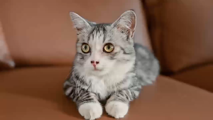 SG(Ready Stock)Automatic cat litter box APP WiFi remote control pet toilet English APP intelligent cleaning toilet to remove odor