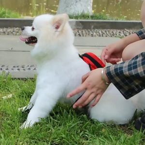 Dog Multifunction Backpack Pet Harness Adjustable Cat Nylon Bags with Leash for Small Dog Outdoor Hiking Convenient Bag