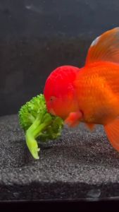 Pakan Premium Ikan Koki Bennie Gold Fish Untuk Pertajam Warna Merah Makanan Ikan Koki Pelet 2mm 500 gr