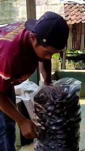 Kantong Plastik PE Gajah Motor & Plastik PE Bening 500 gram