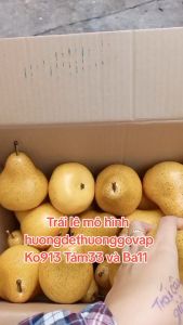 1 Trái lê giả 10cm như thật - Trái cây giả - TUYET XUAN SHOP