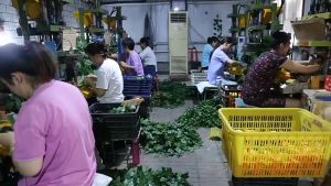 Chiếc lá lớn 2.4m Hoa Lá Giả cây thường xuân dây leo Treo Tường Vườn dọc Vòng Hoa Lá cây giả trang trí tiệc cưới sinh nhật nhà mây nhựa