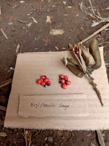 bibit benih biji saga | 10 biji