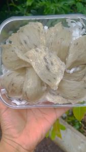 Tổ yến thô nguyên chất nhà nuôi