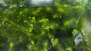 ชุดแต่งตู้ปลา สาหร่ายหางกระรอก+พุงชะโด+หินกรวด ไม้น้ำแท้ ปลอดสาร พร้อมจัดตู้