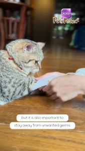 500ml Bioion Pets Pounce Sanitizer For Cat/Dog / Pets Pounce Spray / Pet Sanitizer Spray / Germ-Free Deodorizer Spray For Dog & Cat / Cat Spray Bioion