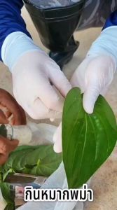 หมาก หมากแห้ง หมากพม่า หมากเคี้ยว ขนาด500กรัม มีราคาส่ง มีเก็บปลายทาง