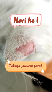 Holycatlabs Fortis Spray 60 ML | Obat Jamur Scabies Demodex Kudis Koreng Gatal