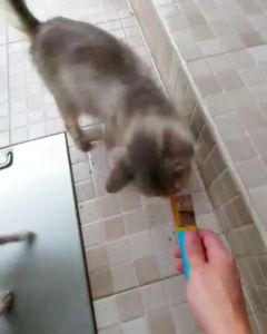 500gr Mix Pet Strip Snack Kucing Penggemuk/ Snack Makanan Kucing Basah/ Makanan Wet Cat Food Creamy Treats