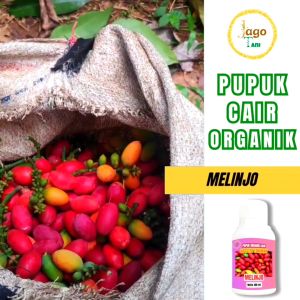 Pupuk Organik Cair Melinjo 100 Ml Booster Percepat Masa Tumbuh Pelebat Buah By Jagotani Yogyakarta