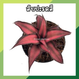 💥โปร 2.2 🔥 [แพ๊ก 10 ต้น] สับปะรดสี (สีแดง) กระถาง 3 นิ้ว (พร้อมส่ง!!) ต้นไม้มงคล ไม้ประดับ ปลูกประดับบ้าน คอนโด