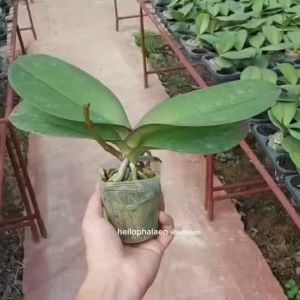 ซื้อครบ 10 ต้น แถม 1 ต้น กล้วยไม้ฟาแลนนอปซิส ขนาด 2.5 นิ้ว รหัสสี [P44-1 ดอกใหญ่ ]  ดอกบานนาน3-4เดือน