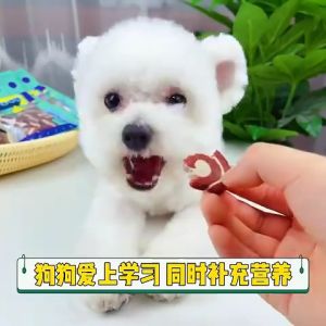 Dog Treats Snacks 100g Pet Food Snacks Chicken Beef Cheese Cube and Stick