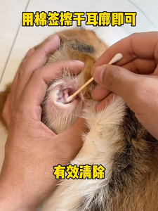 Pet ear drops for cats and dogs宠物滴耳液 specifically designed to remove ear mites earwax fungi ear cleaning and care products. Ear drops for cats and dogs