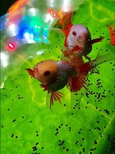 อาหารปลาคาร์ปชนิดลอยน้ำ อาหารเร่งโตปลาทอง อาหารเม็ด อาหารเสริมเพิ่มสีสันให้ปลาคาร์ป ถุง 10 กรัม