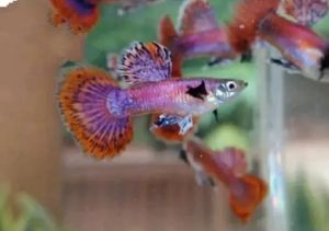 Pink Magenta Guppy 1 Pair Ready Breed