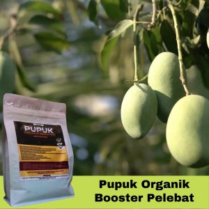 Pupuk Mangga Granulle Agar Cepat Tumbuh Berbuah Lebat dan Tidak Rontok Booster Mangga Pelebat Buah