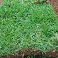 rumput jepang/rumput taman rumput peking Uk 100cm x 50cm. 