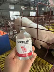 100ml Ketoject 10% - hạ sốt giảm đau kháng viêm trên chó mèo gia súc gia cầm