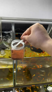 [50 gram] CÁM THÁI INVE - Thức Ăn Cá Cảnh Cho Cá Beta Guppy 7 Màu Cá Vàng Cá Dĩa...