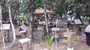 MADU KELULUT / STINGLESS BEE HONEY / MADU LEBAH KELULUT JAYA SETIA - ASLI 100 % DARI LADANG 55 gm / RM 15.00 (NEW BRANDING & PACKAGING)