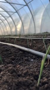 【Msia Stock】Irrigation Drip Tape | Pita Titisan | 1000 Meter & 2000 Meter | 16mm Diameter| Spacing 102030cm IThicknes