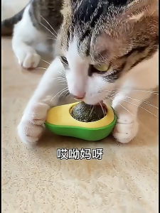 Catnip gắn tường hình quả bơ