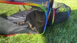 Cat Enclosure Portable Tents and Round Tunnel Playpen Pet Supplies Tunnels Playground Indoor Cats Rabbit Guinea Pig Accessories