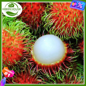 Green House® - Sweet Rambutan Fruit Seeds for Planting Fruit Plant (7 Seed) incl. Planting Instruction