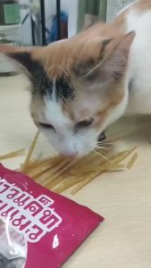 Boqi factory ขนมแมว Pow cat รสทูน่า Tuna Boqi factory ขนมแมว อาหารทานเล่นสำหรับแมว ปลาเส้นPOW CAT ขนมสำหรับแมว POW