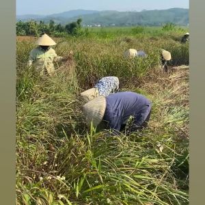 Tinh dầu sả chanh treo tủ quần áo Befine