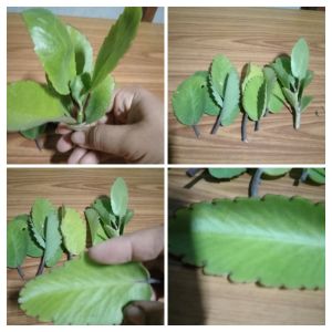 กิ่งพันธุ์ต้นเศรษฐีพันล้าน หรือต้นคล่ำตายหงายเป็น ชุด 2 กิ่ง แถมใบ