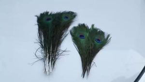 Wholesale 100PCS Natural Big Eyes Peacock Feathers 25-30 30-35 40-50CM Feather for Juju Hat DIY Home Festival Handicraft Decor